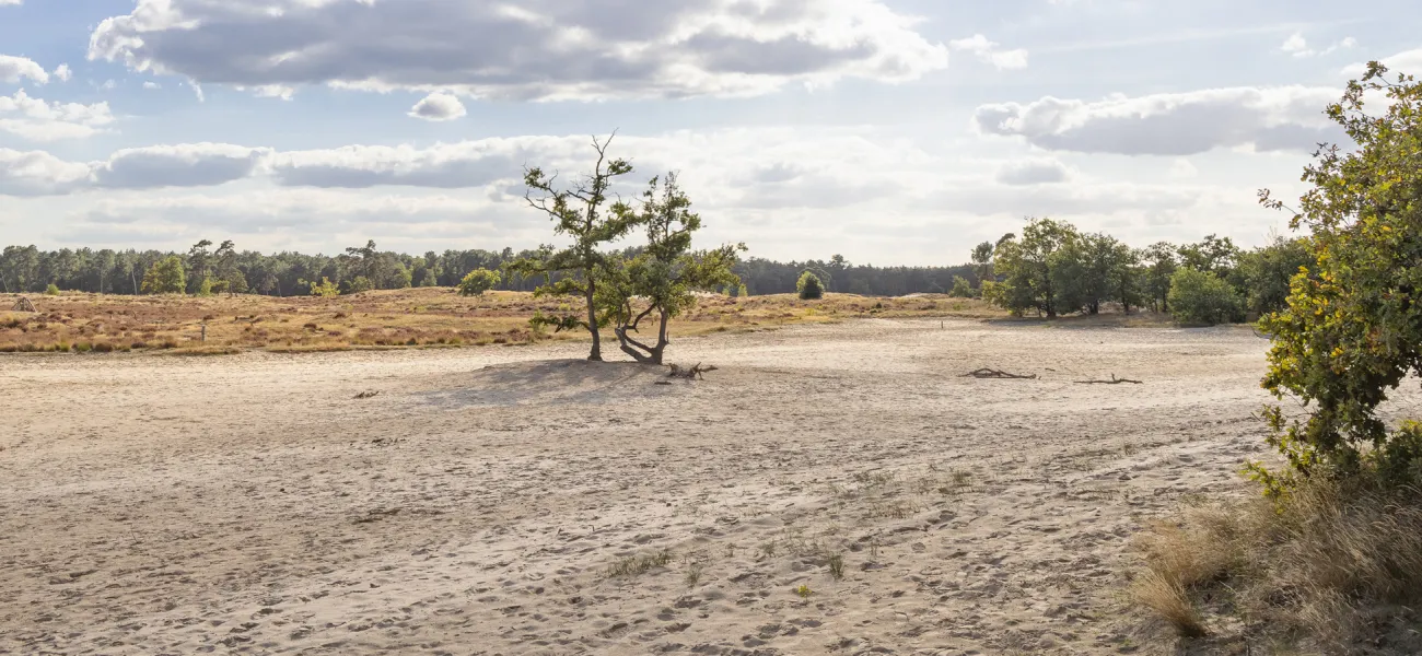 Prenota un campeggio vicino alle Dune di Loonse e Drunense